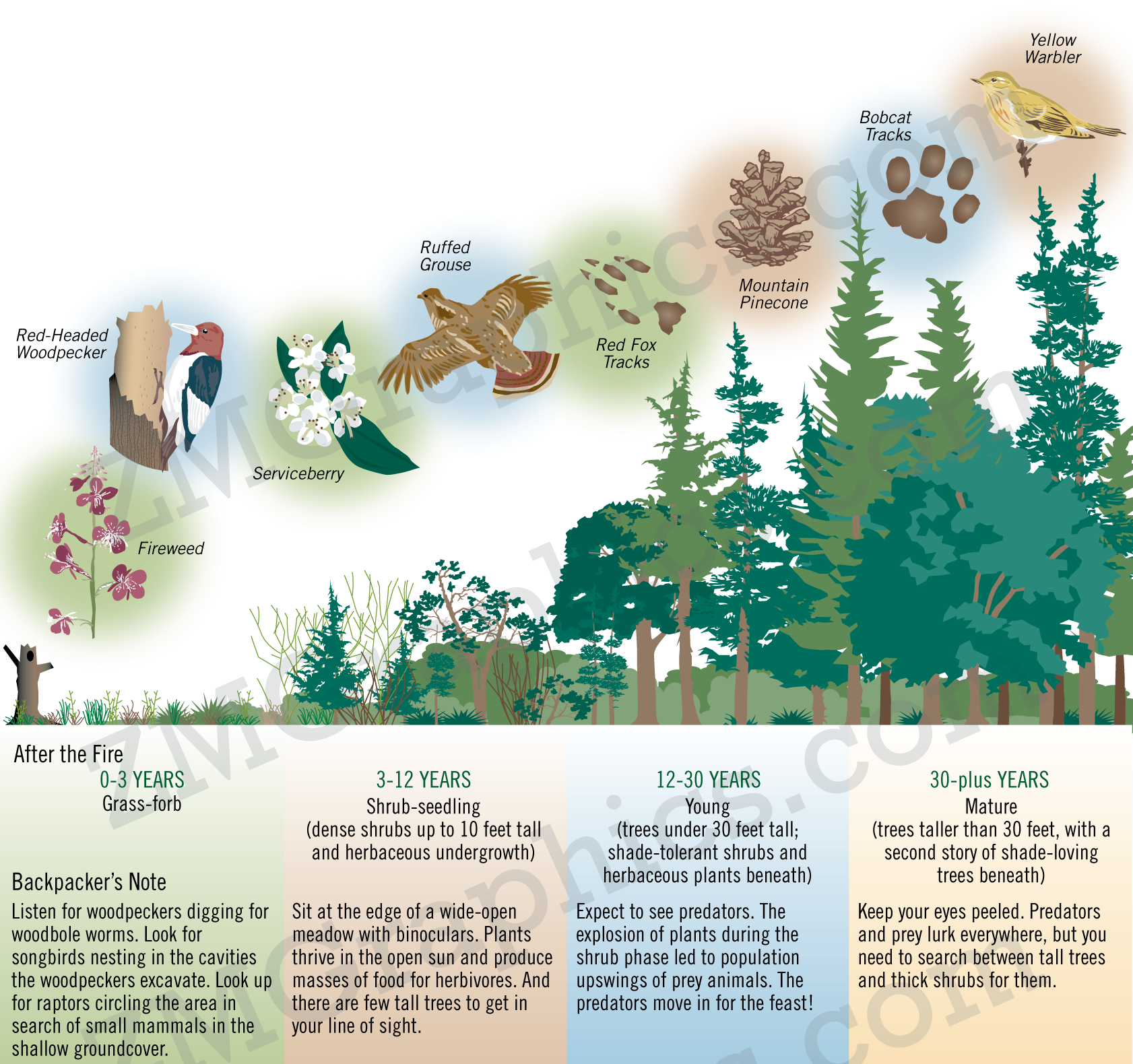 Timelines by Carol Zuber-Mallison•ZM Graphics